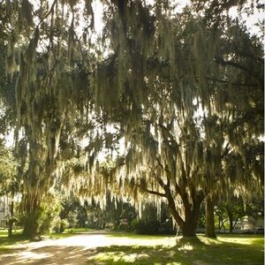 Untreated Florida Spanish Moss Organic Air Plant wedding decor natural displays